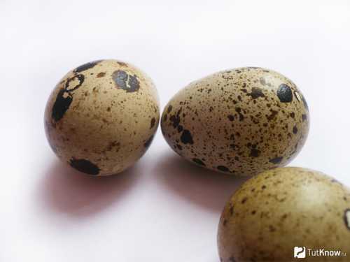С целью общего оздоровления употреблять перепелиные яйца натощак регулярно необходимо в течение четырёх месяцев