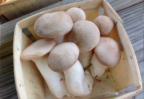 Можно ли кормящим грибы: шампиньоны, вешенки,